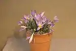 Crocus dalmaticus (F)