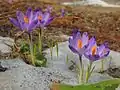 Crocus  heuffelianus