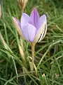 Crocus imperati 'De Jager' Außenseite der Blume