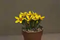 Crocus korolkowii  (F)