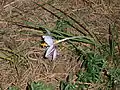 Crocus laevigatus (H)