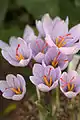 Crocus pallasii (H)