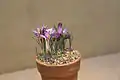 Crocus  roseoviolaceus