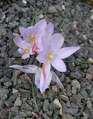 Crocus tournefortii  (H)