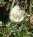 Crocus albiflorus,Blüte