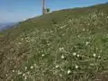 Crocus albiflorus,Habitat (Allgäuer Alpen)