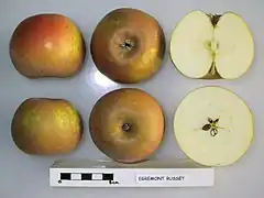 Egremont Russet