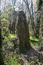 Menhir du Bois Hoël