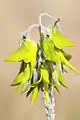 Green Birdflower