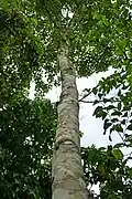 Croton stelluliferus