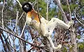 KronensifakaPropithecus coronatus