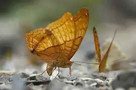 Flügelunterseite Männchen (Trockenzeit)
