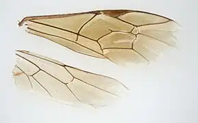 Flügel