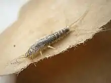 Papierfischchen auf Papier