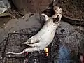 Afrikanischer Quastenstachler als bushmeat