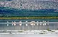 Flamingos auf dem Salar de Culpina