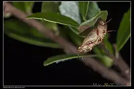 Puppe vor dem Schlüpfen