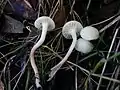 Juchten-EllerlingCuphophyllus russocoriaceus