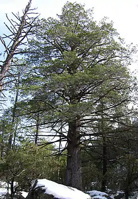Subgenus Hesperocyparis: Arizona-Zypresse (Cupressus arizonica)