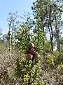 Subgenus Hesperocyparis: Cupressus goveniana subsp. pygmaea
