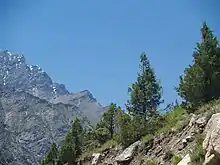 Subgenus Cupressus: Himalaya-Zypresse (Cupressus torulosa)