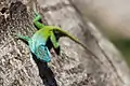Allison’s Anole