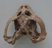 C. rostratus Schädel