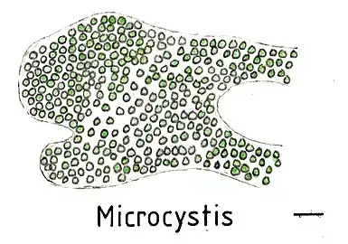 Kolonie von Microcystis.Balken ca. 10 µm