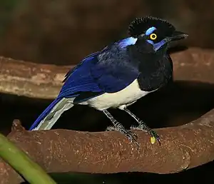 Kappenblaurabe