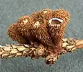Gestreifter TeuerlingCyathus striatus