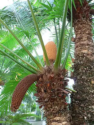 Cycas circinalis, Cycadaceae, Palmfarne (Cycadophyta), mit einem jungen zapfenförmigen Blütenstand und einen verholzten hängenden Zapfen