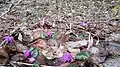 Mit Cyclamen coum
