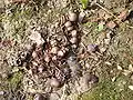 Cyclamen hederifolium – Reife Kapseln und Samen