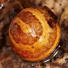 Gallapfel der Gestreiften Eichengallwespe (Cynips longiventris)