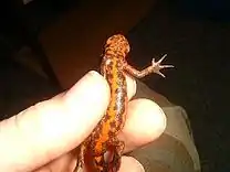 Ein Feuerbauchmolch zwischen zwei Fingern gehalten, den roten Bauch zeigend