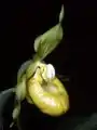 Cypripedium calceolus var. viridiflorum