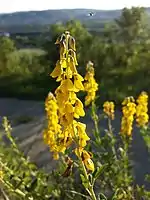 Blütenstand