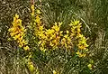 Liegend-Geißklee (Cytisus procumbens), in Österreich stark gefährdet