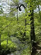 Dörpe bei Kaltenborn