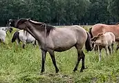 Normaler Rappfalbe