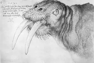 Kopf eines Walrosses (Albrecht Dürer)