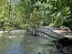 Düssel wild und naturnah