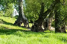 Vom Hochwasser unterspülte Weiden am Rheinufer