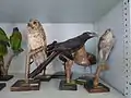 Historische Naturaliensammlung, Ornithologische Abteilung