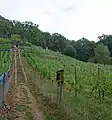 Weinberg Wachwitz mit der Himmelsleiter