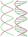 Zweigängige Schraube und Modell der DNA, Doppelhelix