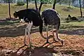 Afrikanische Strauße (Struthio camelus)