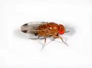 Drosophila suzukii – Männchen