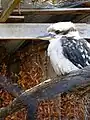 Lachender Hans (Kookaburra)