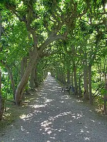 Lindenallee als Laubengang im Hofgarten